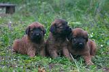 BRIARD 317